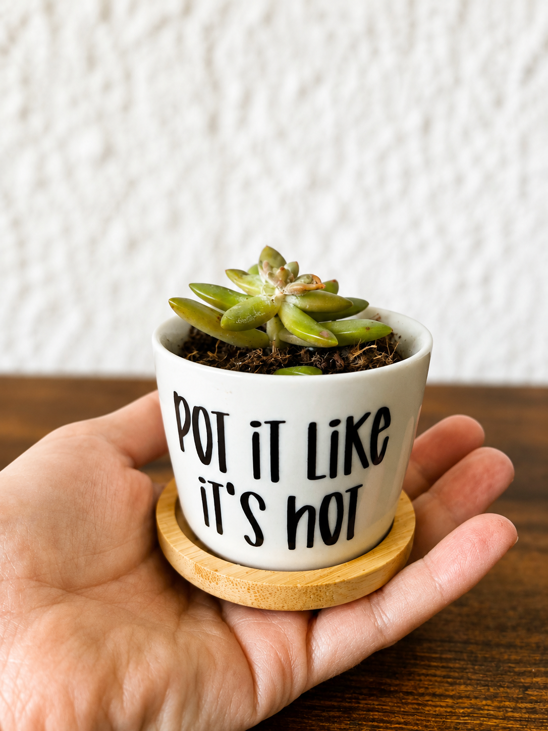 Mini Spellbound Succulents