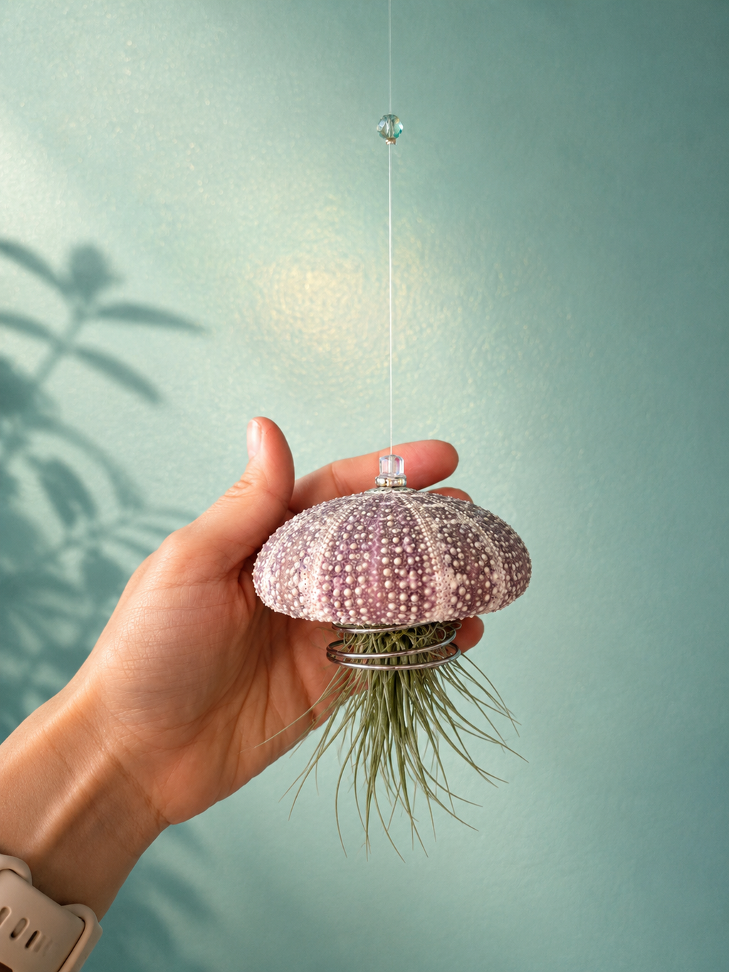 Sea Urchin Air Plant