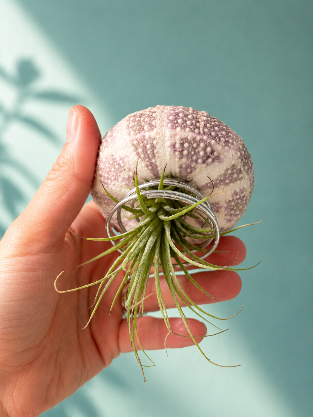Sea Urchin Air Plant