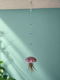 Sea Urchin Air Plant