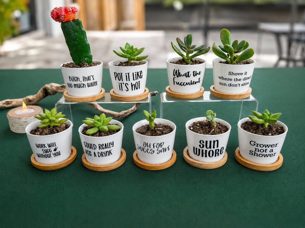 Mini Spellbound Succulents
